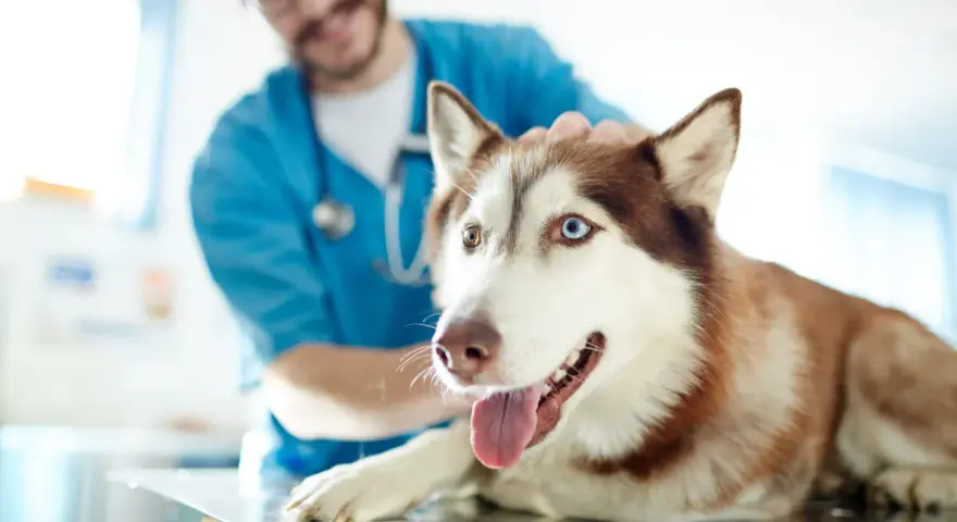 Un vétérinaire caresse un husky aux yeux vairons, prêt pour quand stériliser une chienne.