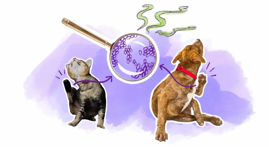 Un chat et un chien se grattent, sous une loupe, des levures de malassezia chien sont visibles, suggérant une cause d'irritation.
