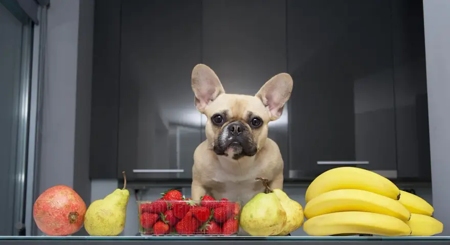 Un bouledogue français regarde des fruits : grenade, poires, fraises et bananes. Un légume riche en fibre pour chien, comme la courgette, serait aussi une bonne option.