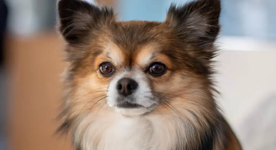 Un adorable chien chihuahua aux grands yeux curieux et aux oreilles dressées, avec un pelage long et soyeux.
