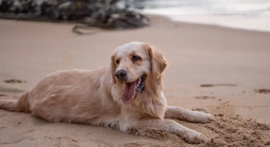 Un chien golden retriever se repose sur le sable chaud de la plage, la langue pendante et les pattes couvertes de sable.