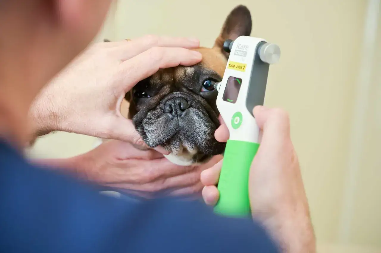 Un v&eacute;t&eacute;rinaire examine l'&oelig;il d'un bouledogue fran&ccedil;ais avec un tonom&egrave;tre. Un examen d'ophtalmologie v&eacute;t&eacute;rinaire pour le bien-&ecirc;tre de l'animal.