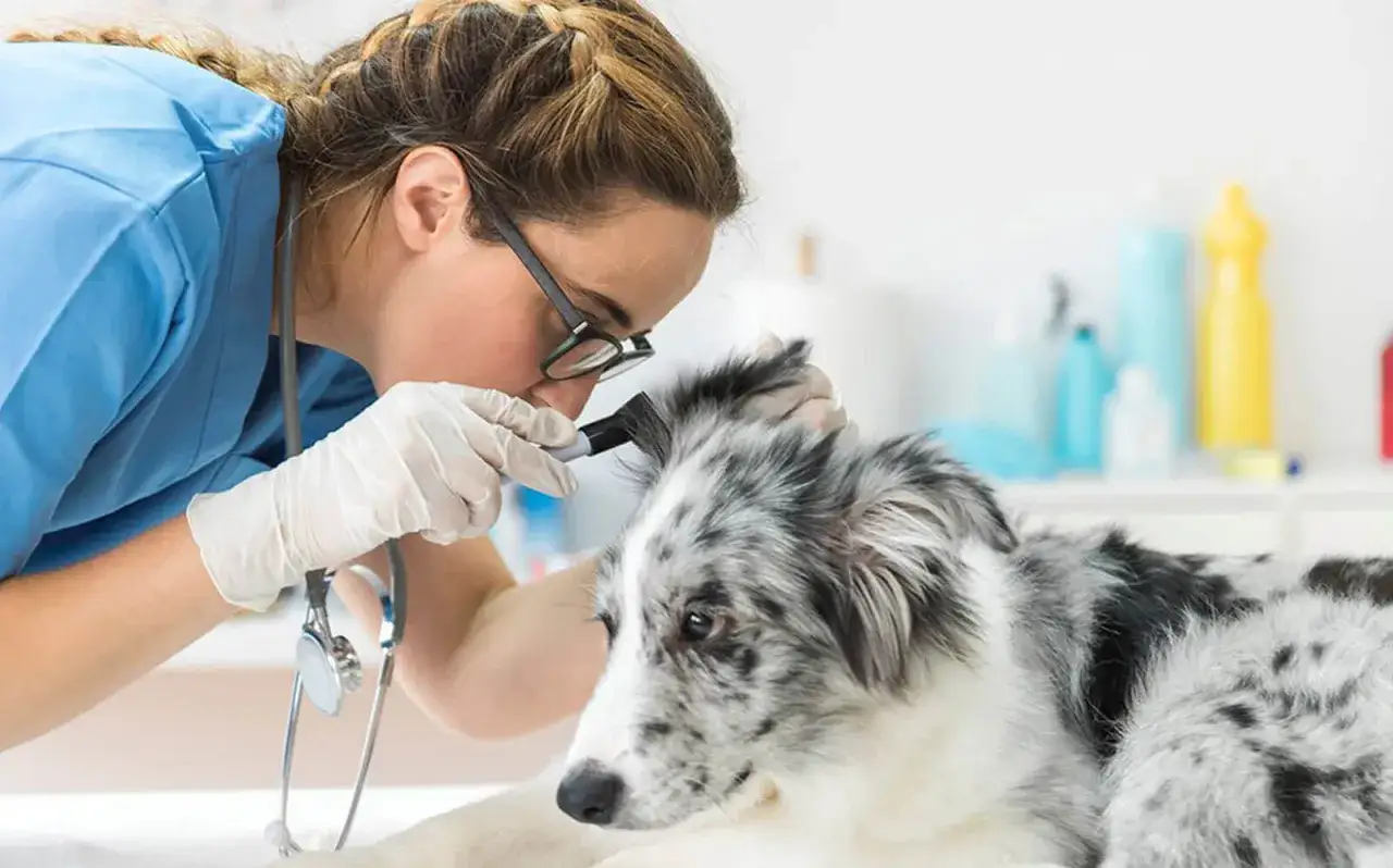 V&eacute;t&eacute;rinaire examinant l'oreille d'un jeune berger australien. Un examen attentif pour assurer son bien-&ecirc;tre, comme avec Bravecto.
