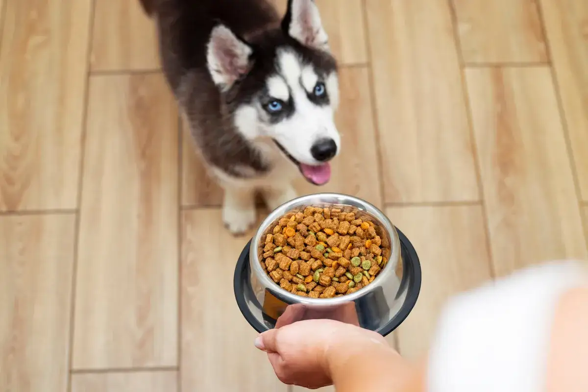 Un chiot husky aux yeux bleus attend avec impatience de nourrir sa gamelle remplie de croquettes.