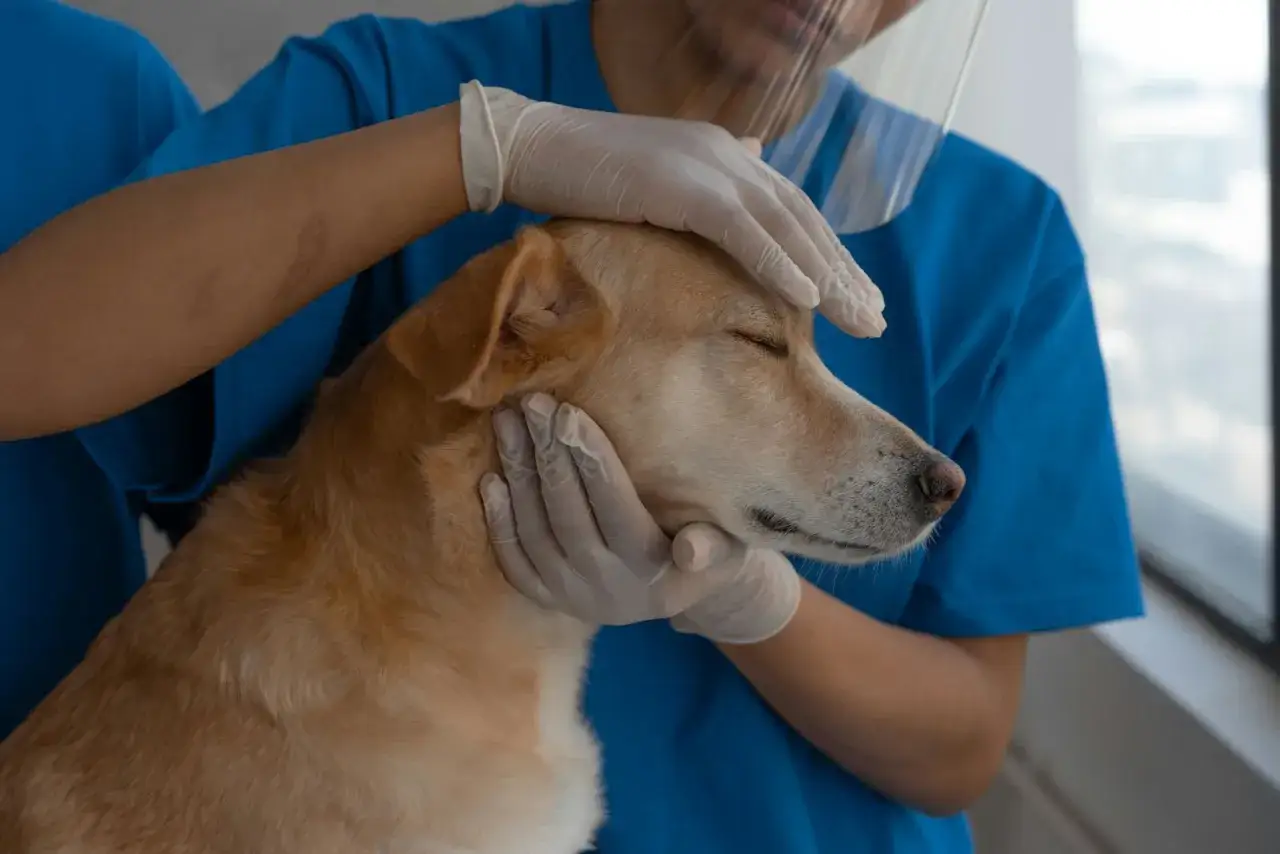 V&eacute;t&eacute;rinaire examinant un chien aux yeux ferm&eacute;s, possiblement atteint d'un gastro chien contagieux.