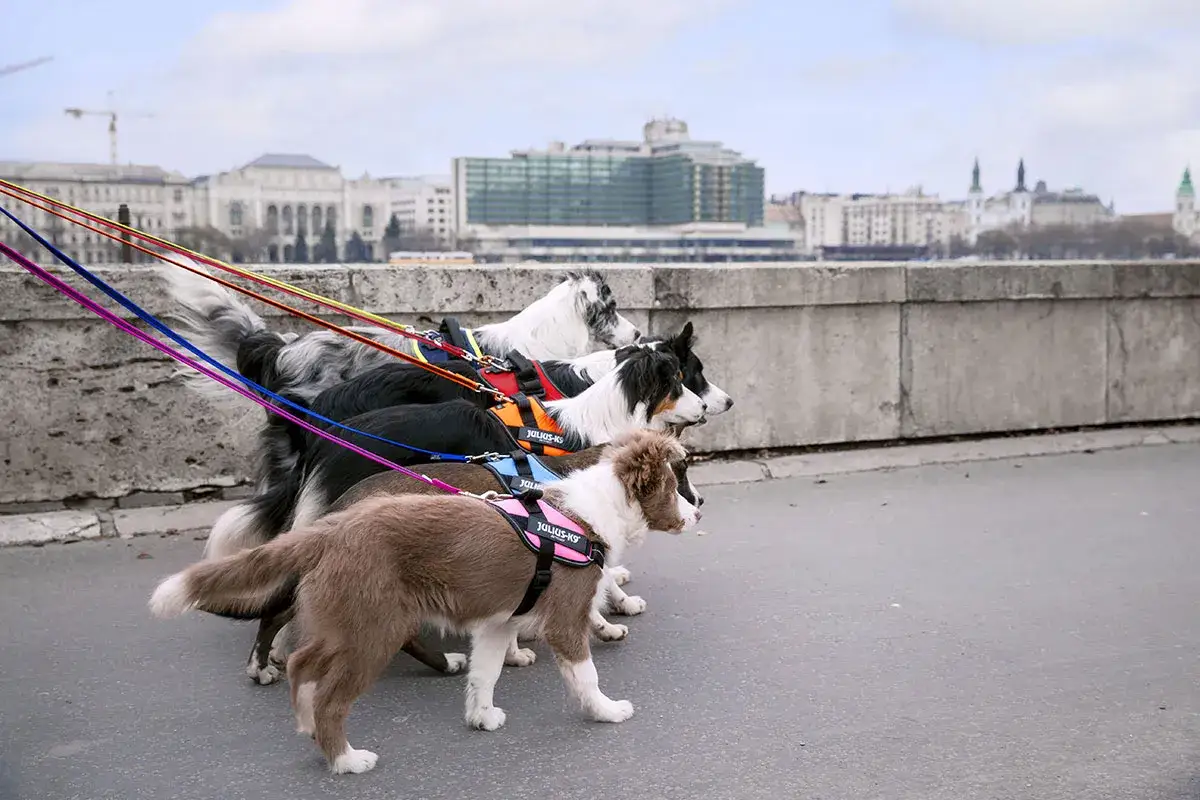 Une joyeuse meute de chiens en harnais color&eacute;s profite d'une promenade le long d'un quai, avec une ville en arri&egrave;re-plan.