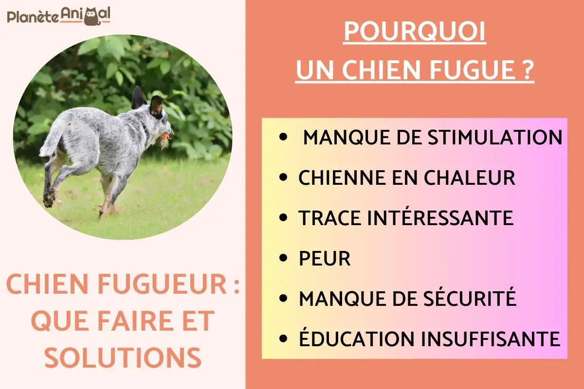 Chien fugueur : que faire ? Causes possibles : manque de stimulation, peur, chienne en chaleur, trace int&eacute;ressante, manque de s&eacute;curit&eacute;, &eacute;ducation insuffisante.