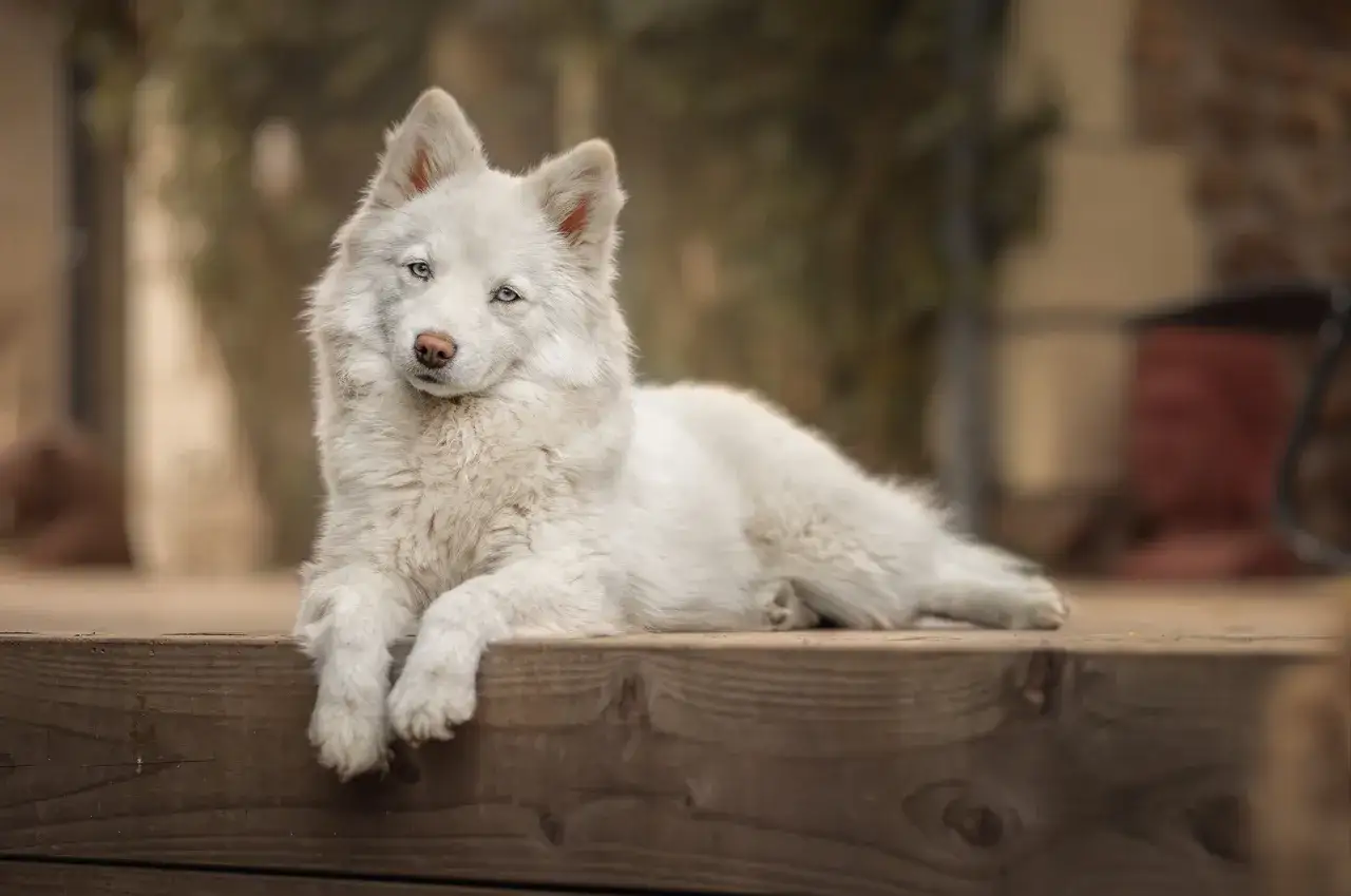 Un adorable Pomsky blanc aux yeux bleus, au caract&egrave;re joueur et curieux, se repose sur une terrasse en bois.