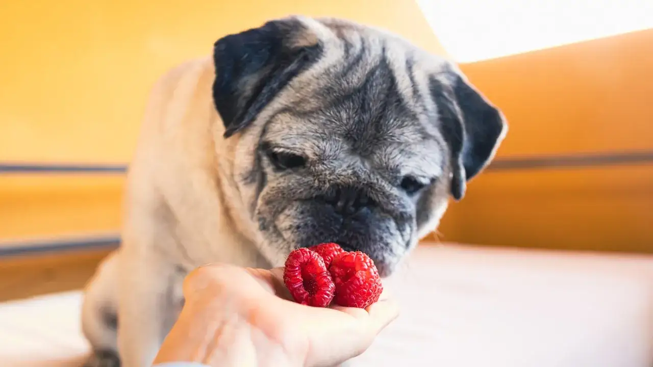 Un adorable carlin renifle avec curiosit&eacute; une framboise tenue dans une main.