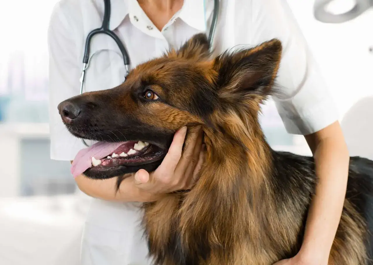 Berger allemand tenu par un vétérinaire, discutant de l'âge idéal pour la castration du chien.