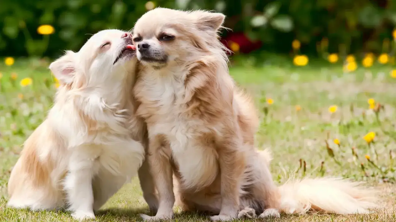 Deux adorables chiens de cette race de petit chien affectueux partagent un tendre moment dans l'herbe verte parsem&eacute;e de fleurs jaunes.