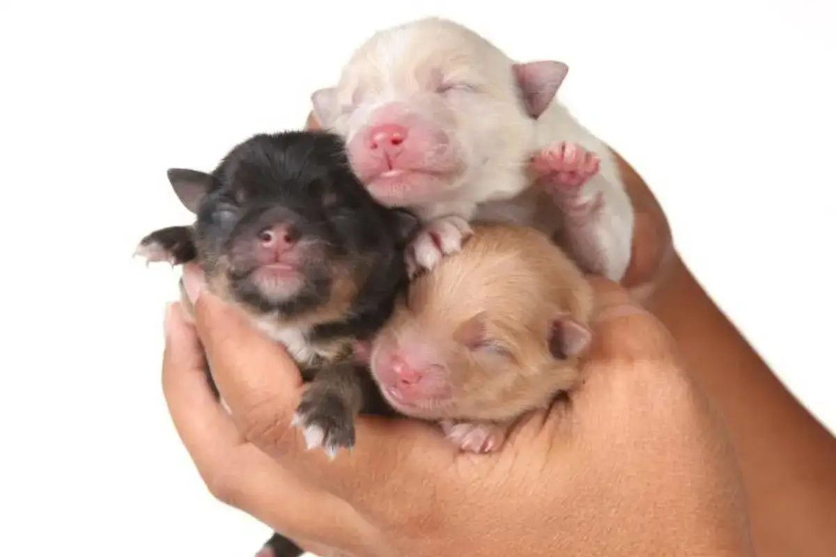 Trois adorables chiots de 2 semaines, aux pelages noir, beige et blanc, dorment paisiblement dans des mains.