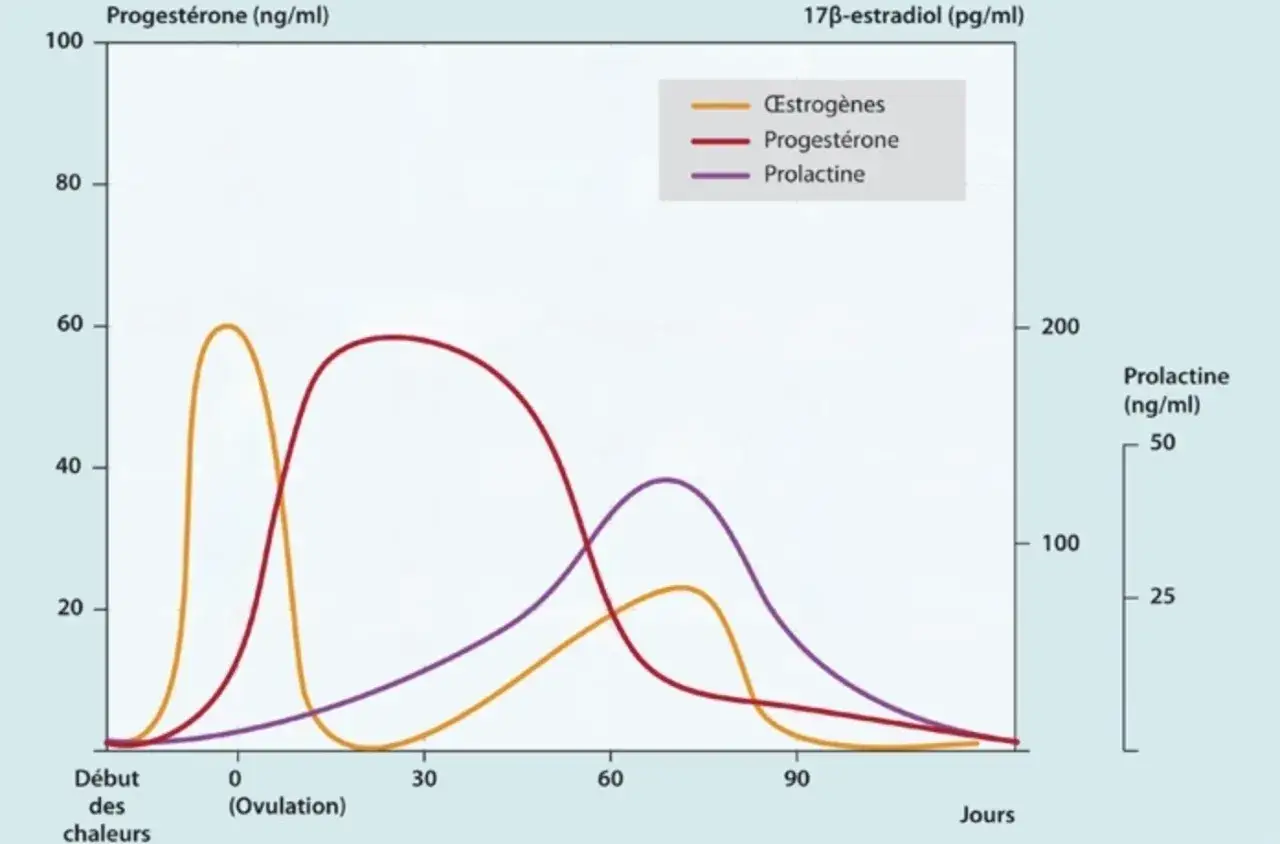 Courbes hormonales durant le cycle d'une chienne : &oelig;strog&egrave;nes, progest&eacute;rone et prolactine. La r&eacute;gulation de ces hormones est complexe.
