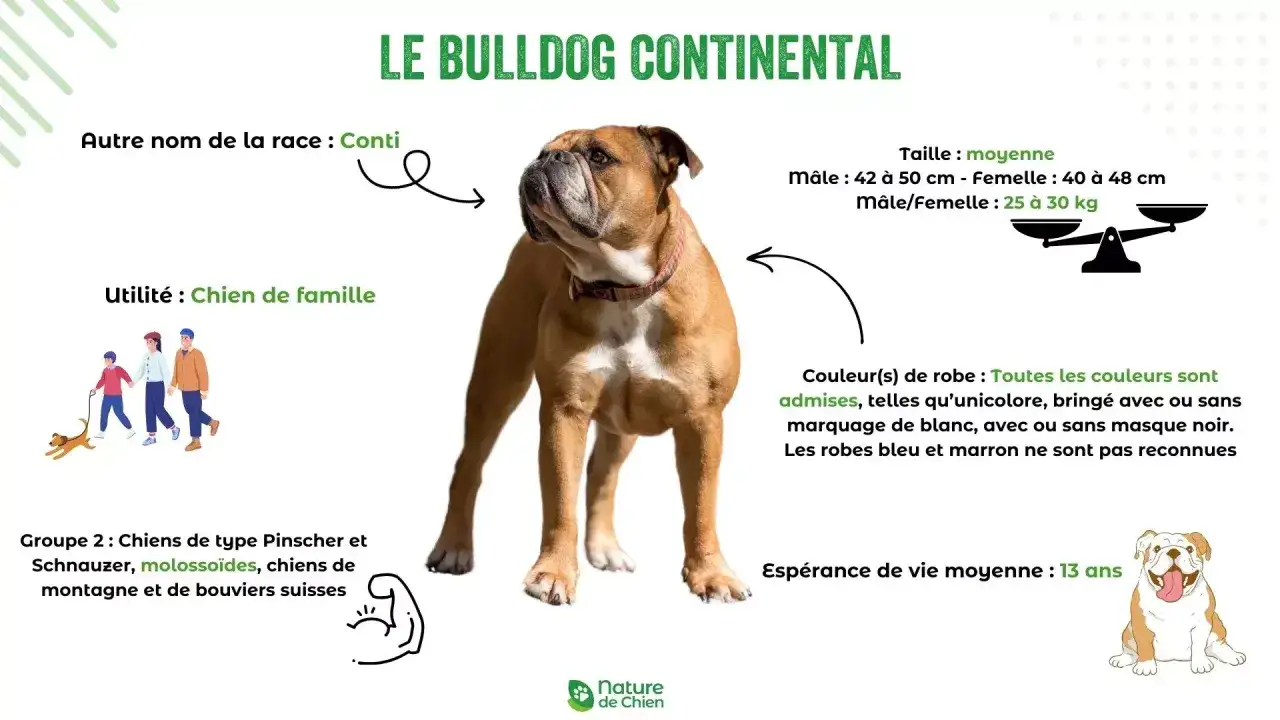 Un bulldog continental, aussi appel&eacute; Conti, est un chien de famille. Ce molosso&iuml;de est un compagnon id&eacute;al pour les familles.