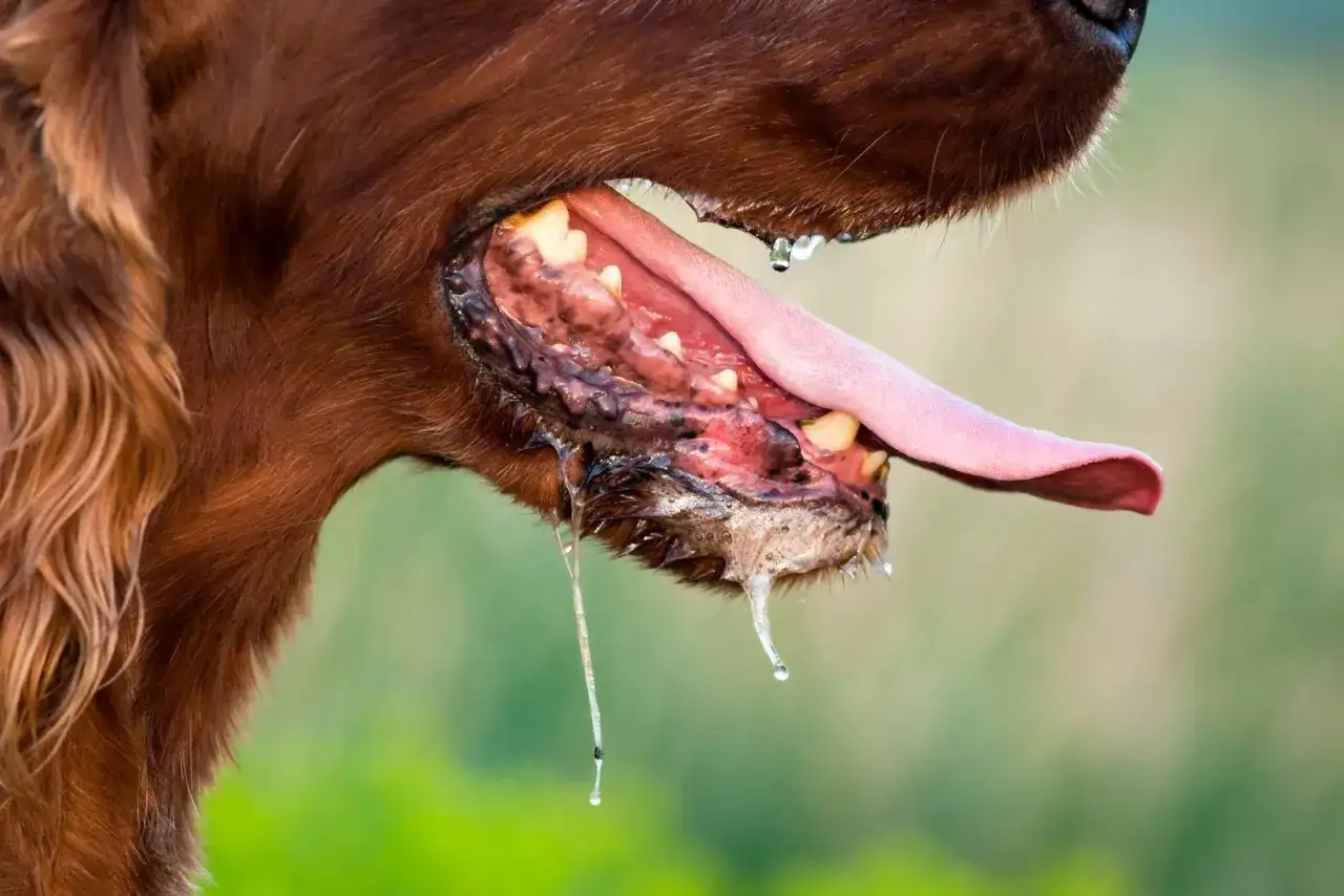 Bave d'un chien roux. La question 