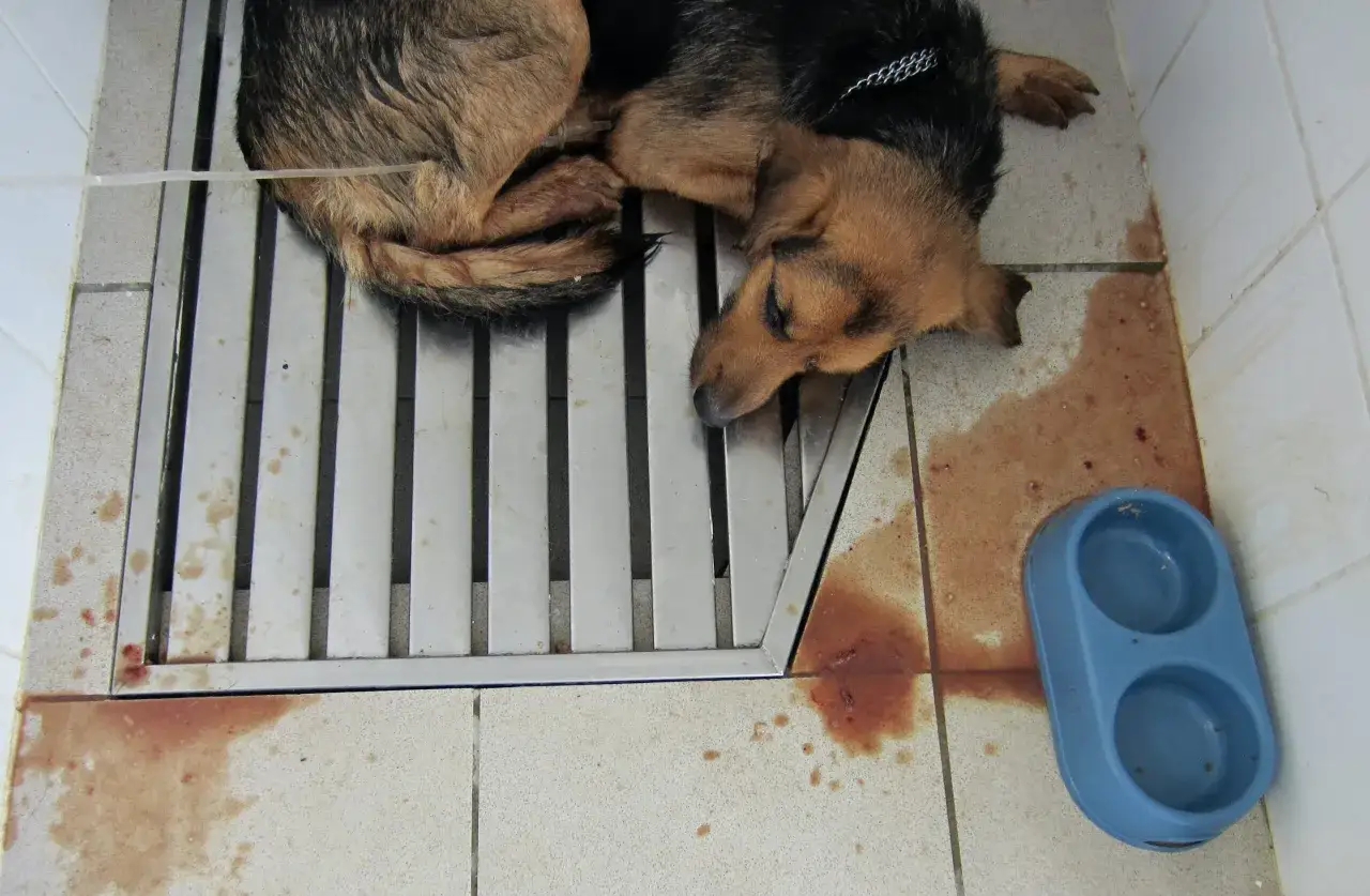 Chien malade, peut-&ecirc;tre atteint de parvovirose. La dur&eacute;e de la maladie varie, mais le r&eacute;tablissement est possible avec des soins.