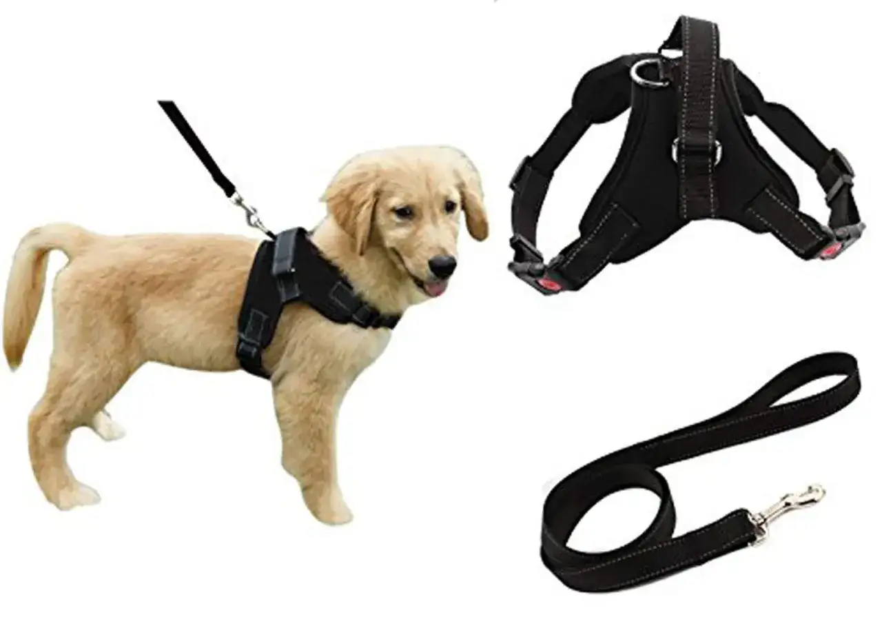 Un chiot golden retriever porte un harnais noir avec une laisse. Un autre harnais et une laisse sont pr&eacute;sent&eacute;s &agrave; c&ocirc;t&eacute;.