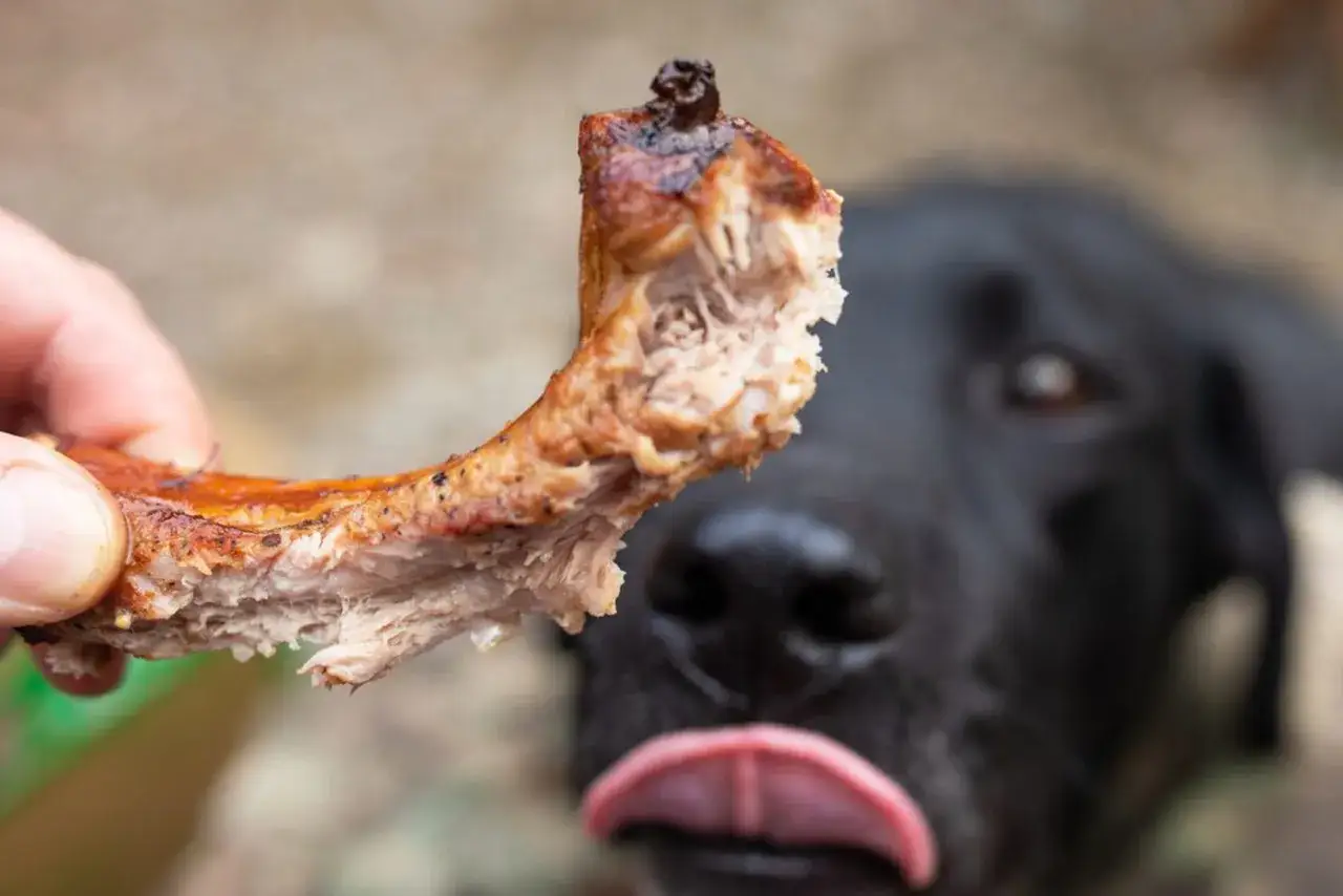 Un chien noir regarde avec envie des os travers de porc grill&eacute;s tenus par une main. Sa langue sort, pr&ecirc;t &agrave; go&ucirc;ter.