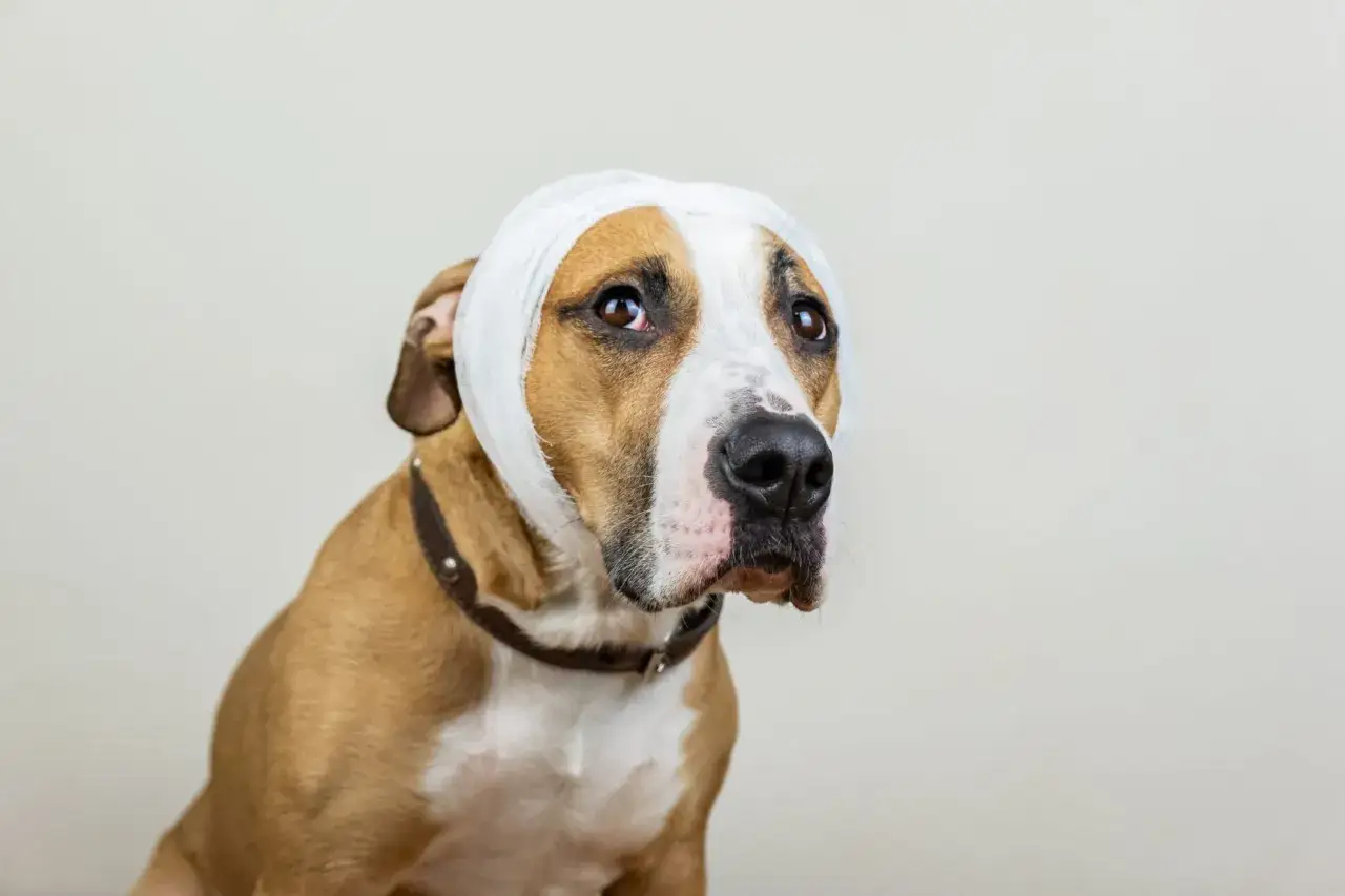 Un chien avec un pansement sur la t&ecirc;te, peut-&ecirc;tre un h&eacute;matome, regarde tristement.