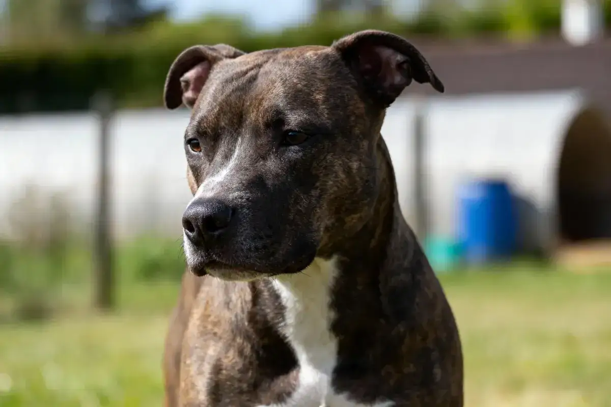 Un pit bull au pelage bring&eacute; et blanc, le regard attentif, se tient dans un jardin ensoleill&eacute;.