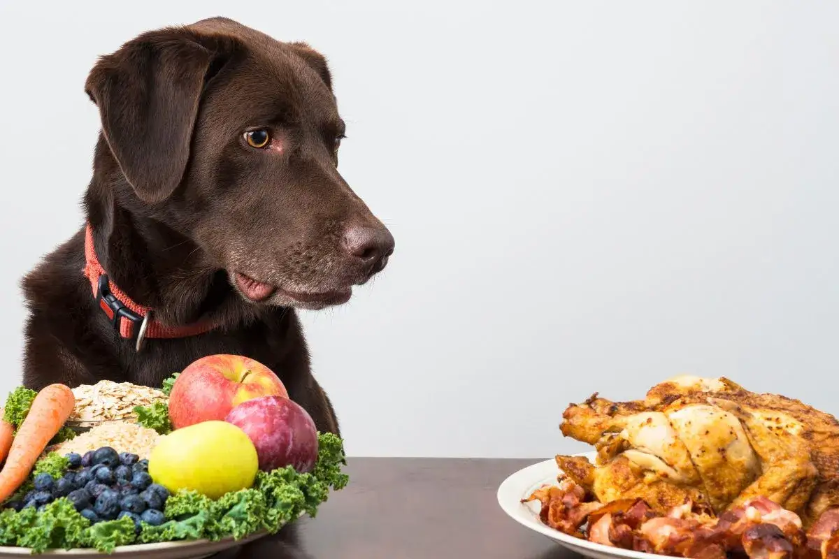 Un chien brun mature regarde avec envie un poulet r&ocirc;ti, mais une assiette de fruits et l&eacute;gumes sains est juste &agrave; c&ocirc;t&eacute;.