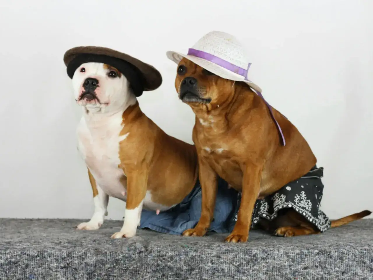 Deux adorables staff chien, l'un avec un béret marron et l'autre un chapeau blanc, portent des jupes pour une séance photo amusante.