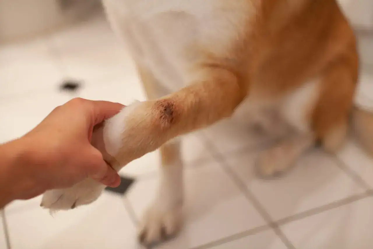 Main d'une personne tenant la patte d'un chien, r&eacute;v&eacute;lant une plaie qui pourrait &ecirc;tre un hot spot chien contagieux.