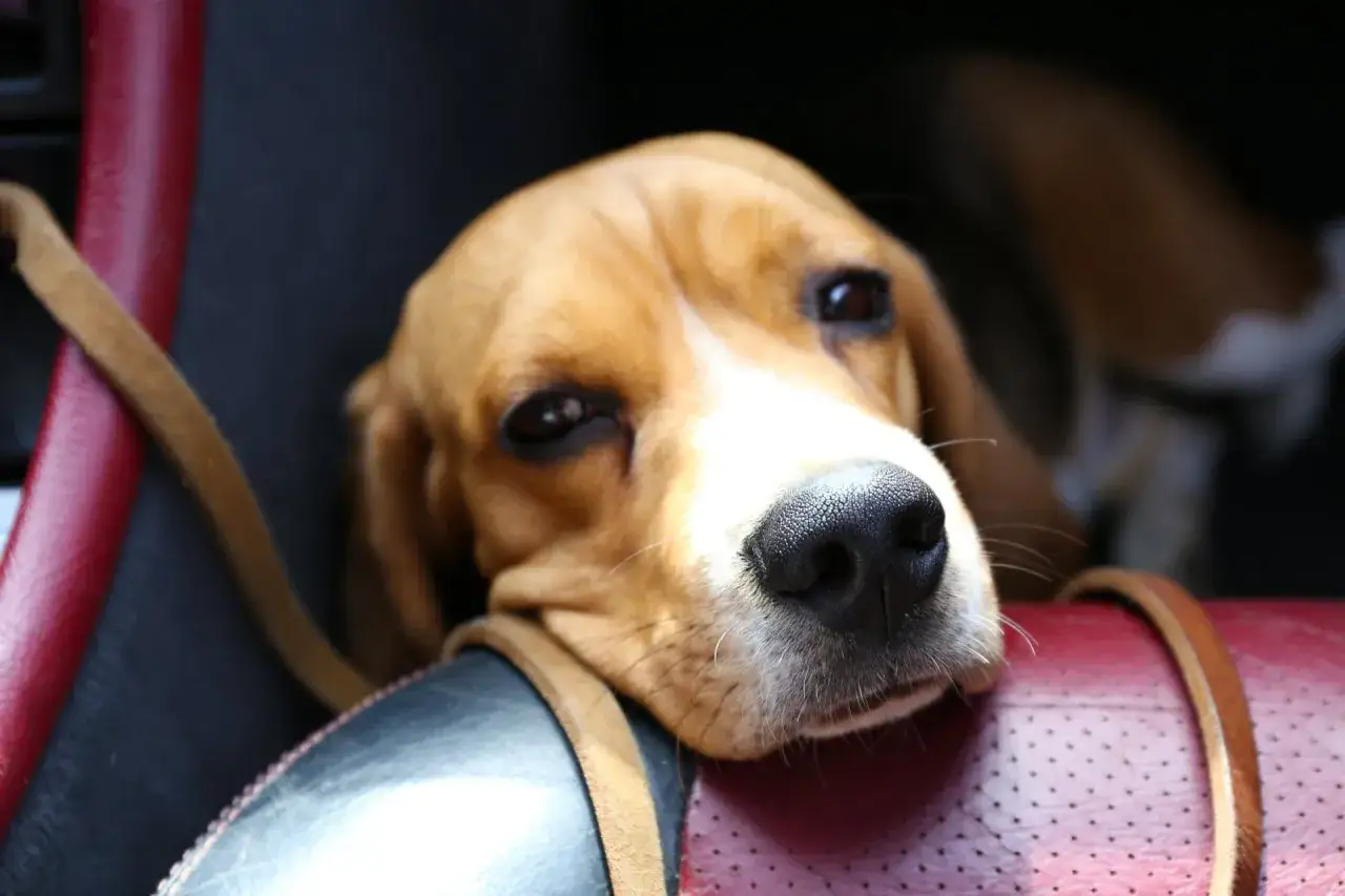 Un chien stress&eacute; en voiture, le museau pos&eacute; sur un si&egrave;ge en cuir rouge.