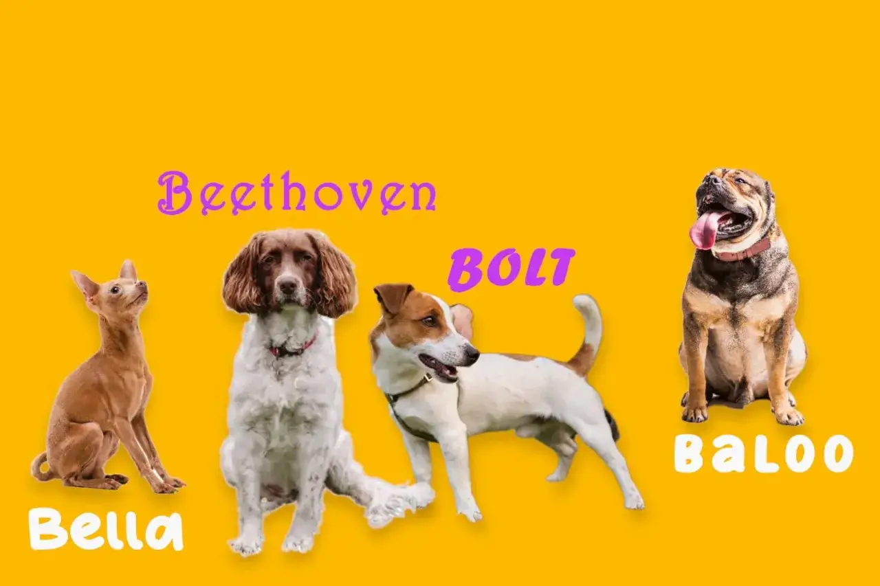 Quatre chiens nomm&eacute;s Bella, Beethoven, Bolt et Baloo posent sur un fond jaune. Une lettre pour chaque ann&eacute;e de chien.