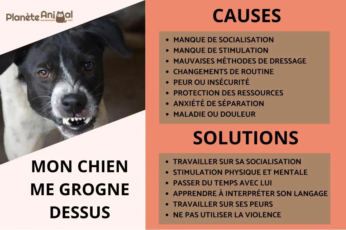 Gros plan sur un chien en col&egrave;re, montrant ses crocs. Le texte indique 
