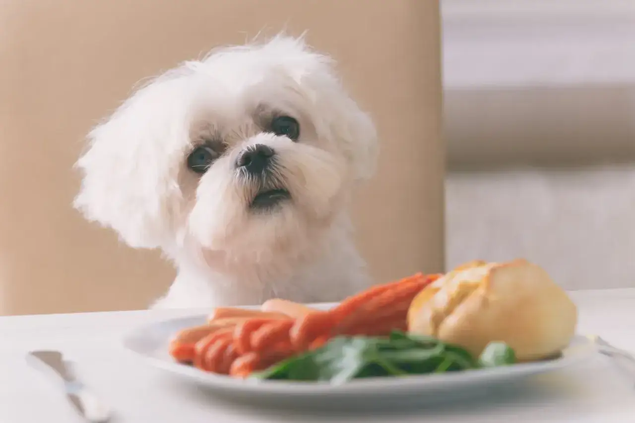 Petit choux chien blanc, l'air gourmand, regarde une assiette de saucisses et de pain.