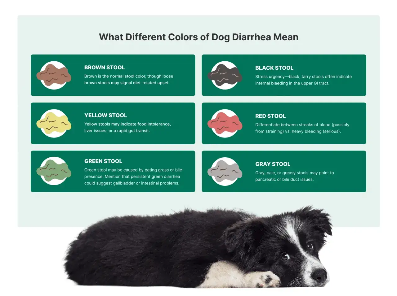 Guide sur la gastro-ent&eacute;rite du chien : couleurs des selles et leurs significations. La dur&eacute;e des sympt&ocirc;mes varie.
