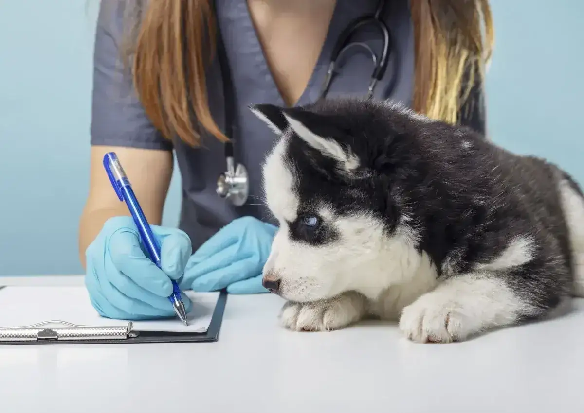 Un v&eacute;t&eacute;rinaire note des informations sur un chiot husky, peut-&ecirc;tre concernant son &acirc;ge et la castration du chien.