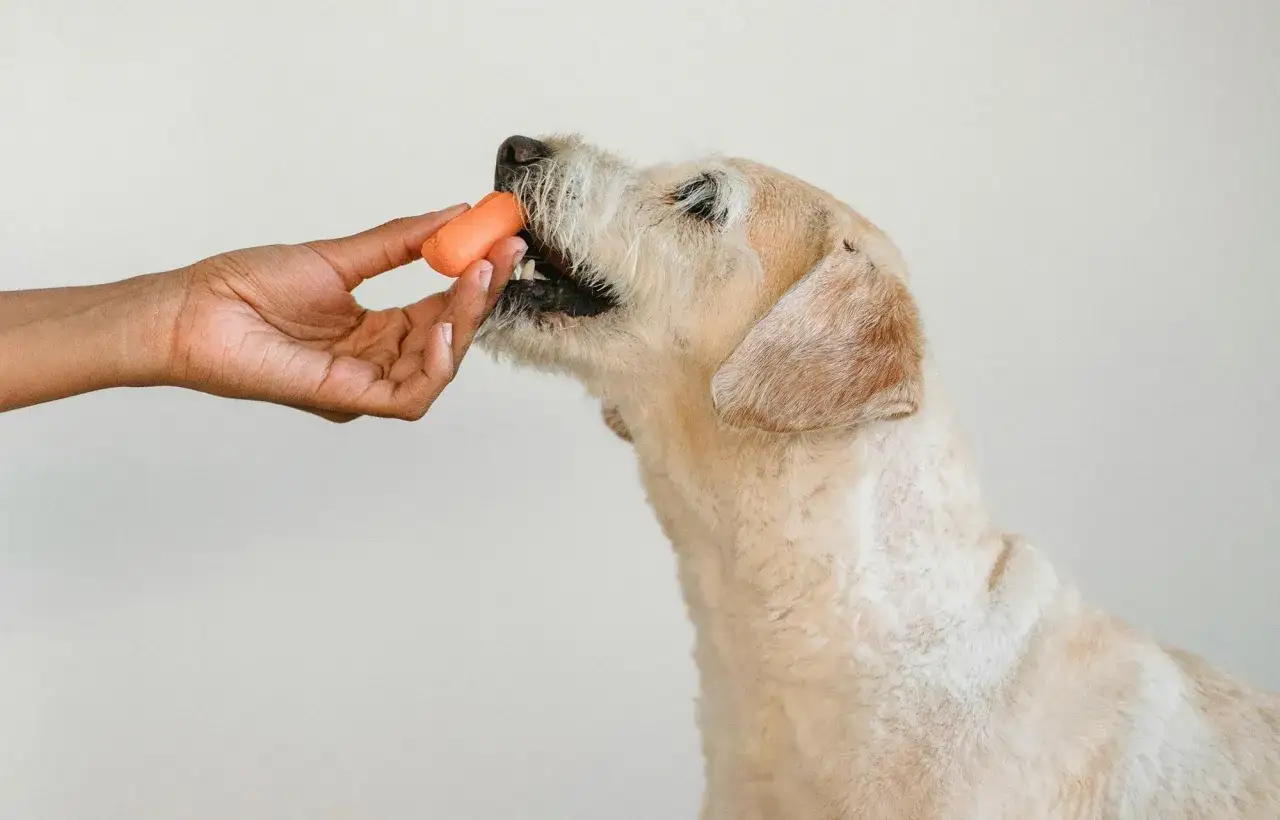 Une main offre une carotte &agrave; un chien qui la mange avec app&eacute;tit.