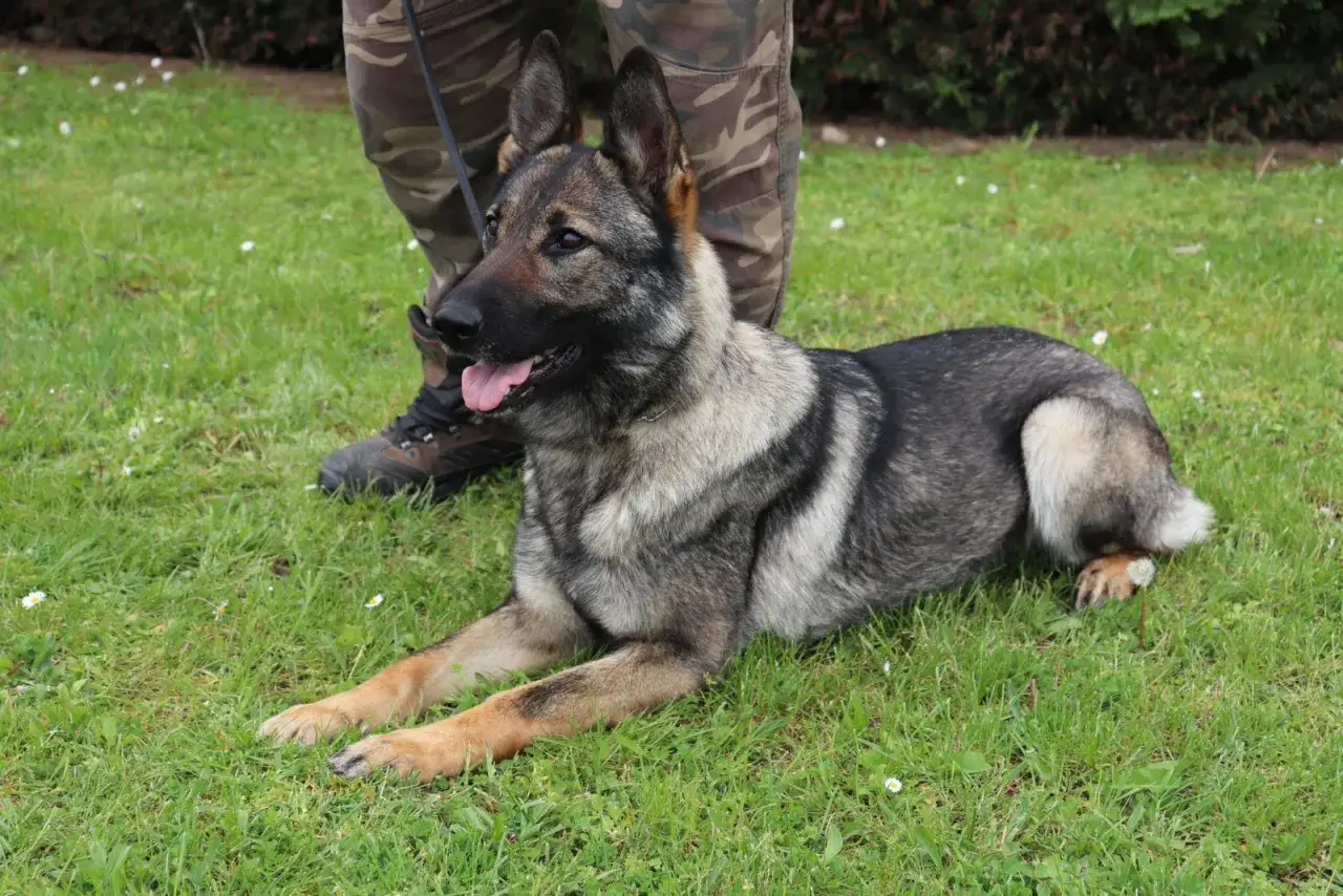 Un magnifique berger allemand, fid&egrave;le compagnon, se repose sur l'herbe verte &agrave; c&ocirc;t&eacute; de son ma&icirc;tre.