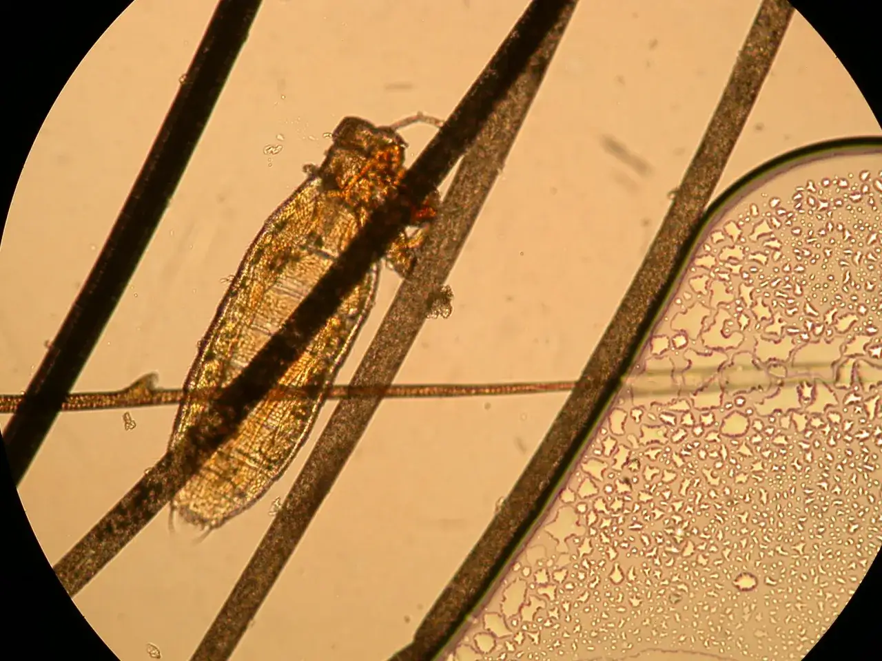 Un poux de chien vu au microscope, accroch&eacute; &agrave; des poils.