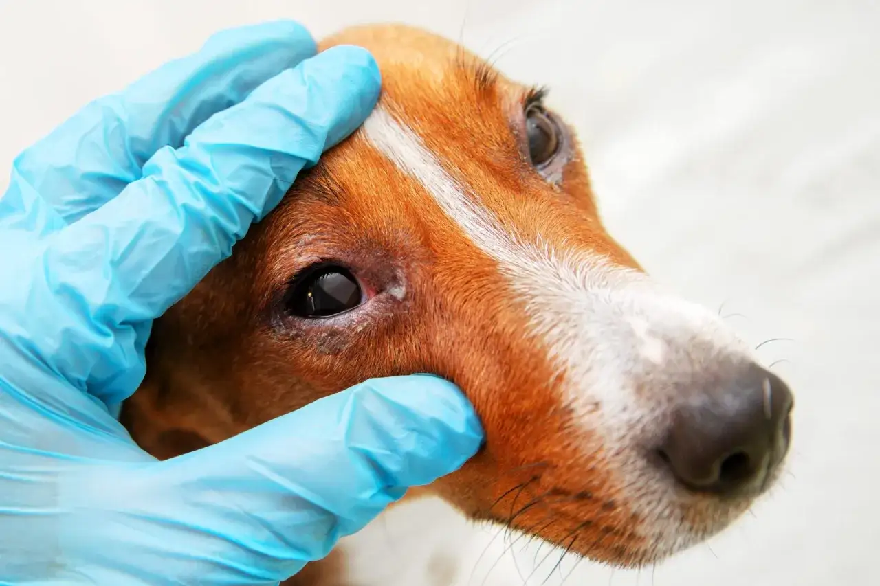 Main du v&eacute;t&eacute;rinaire examinant l'&oelig;il irrit&eacute; d'un chien. Peut-on devenir allergique au chien du jour au lendemain ?