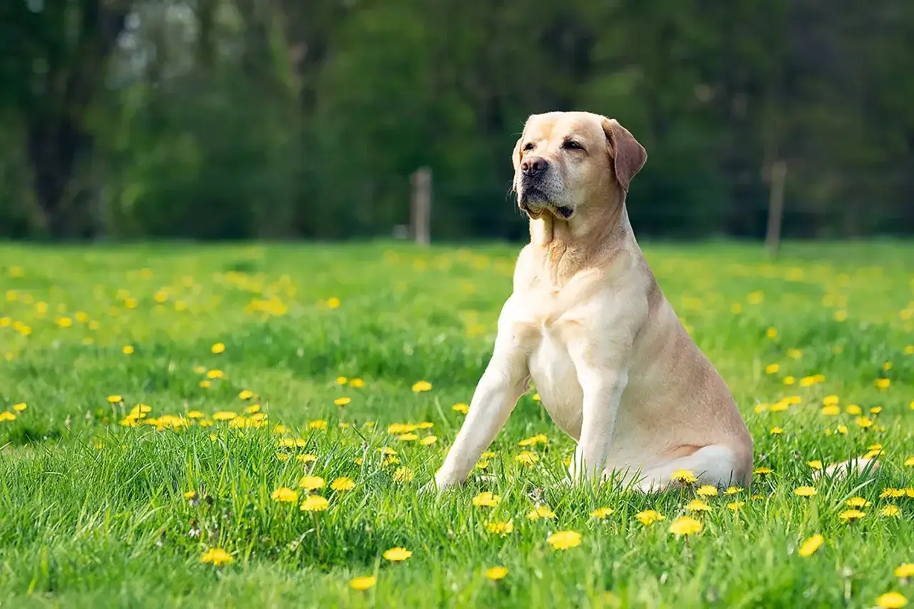 Un labrador dor&eacute; assis dans un champ de pissenlits, profitant du soleil. Une image qui &eacute;voque la joie et la longue esp&eacute;rance de vie de cette race.