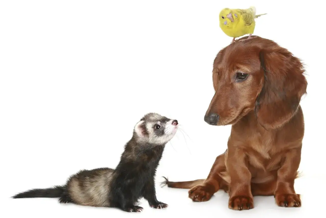 Un furet curieux regarde un chien teckel brun, sur la t&ecirc;te duquel est perch&eacute; un petit oiseau jaune.