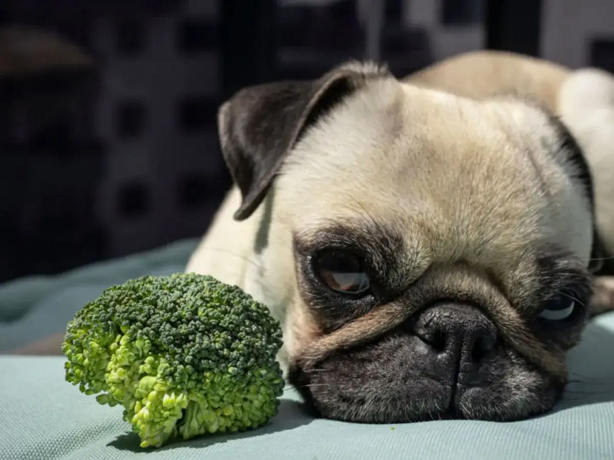 Un carlin regarde un brocoli avec curiosit&eacute;. Ce brocoli chien semble un peu perplexe face &agrave; ce l&eacute;gume vert.