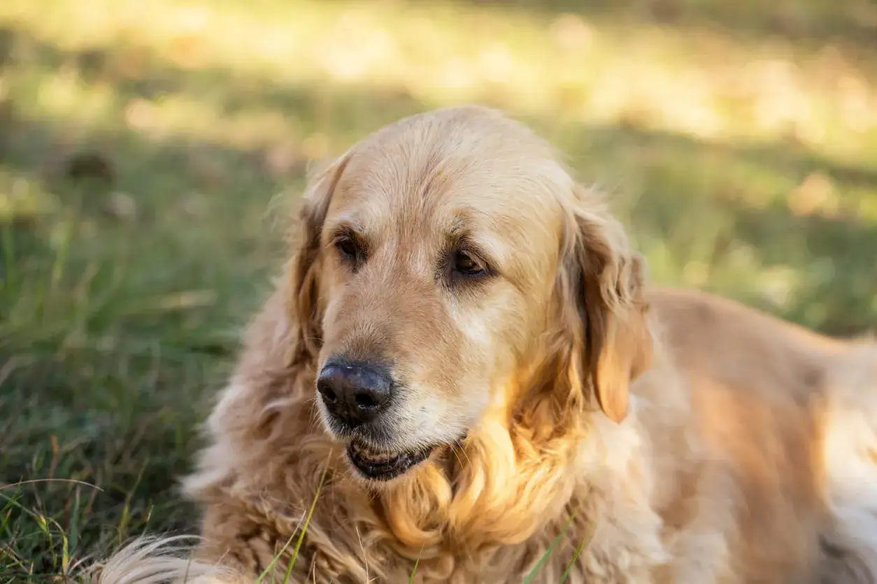 Un candilat chien, un golden retriever au pelage dor&eacute;, se repose paisiblement dans l'herbe, baign&eacute; par la lumi&egrave;re du soleil.