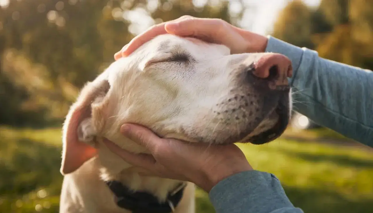 Douces mains caressant la t&ecirc;te d'un chien, un moment de complicit&eacute; qui va au-del&agrave; du dressage chien.