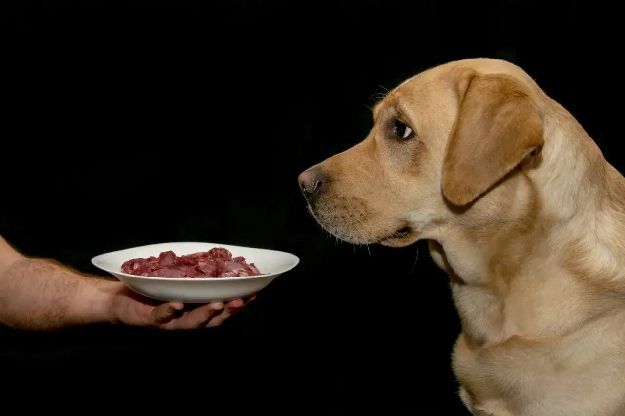 Un chien regarde une assiette de viande crue, un danger potentiel de barf.