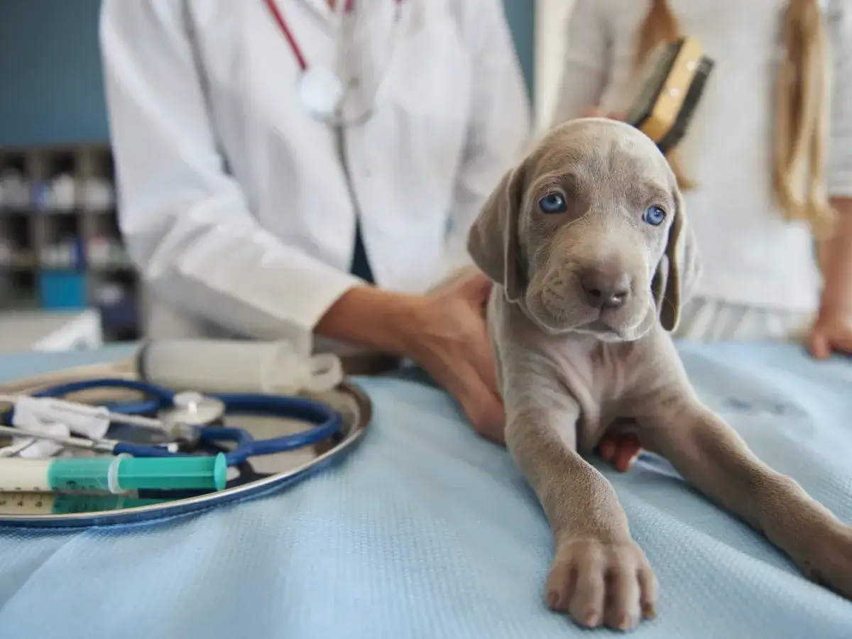 Chiot Weimaraner aux yeux bleus, v&eacute;t&eacute;rinaire examinant un cas de blocage urinaire chien traitement. St&eacute;thoscope et seringues sur la table.