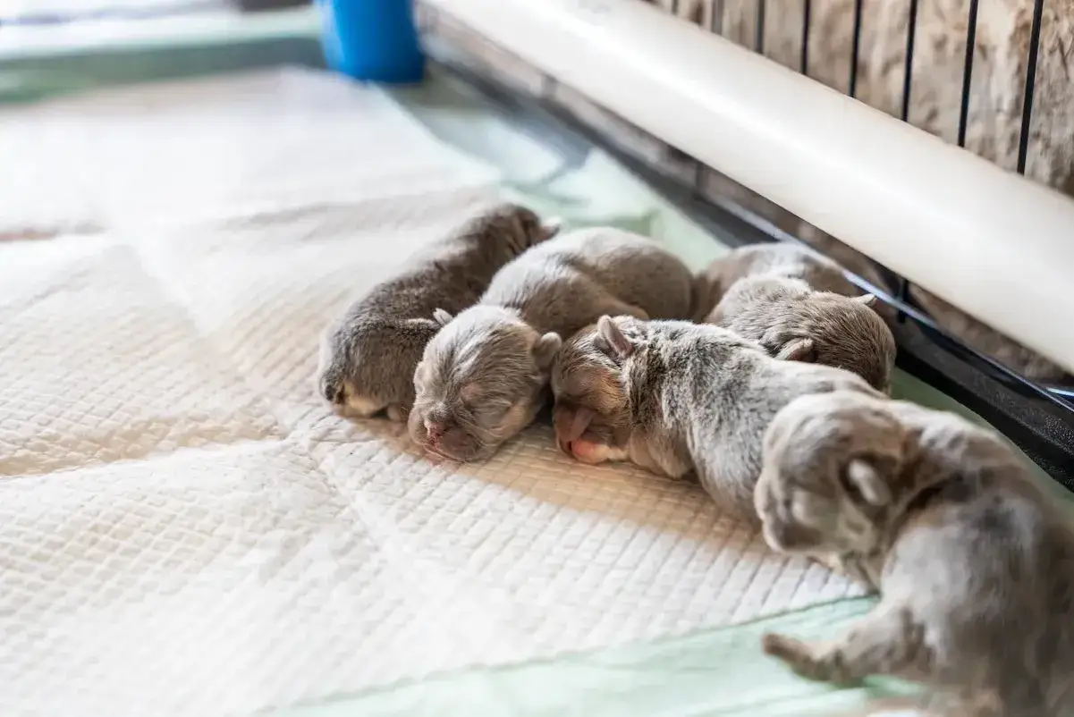 Une port&eacute;e de chiots endormis, une sc&egrave;ne de naissance de chiot paisible. Ils sont blottis les uns contre les autres sur une couverture.