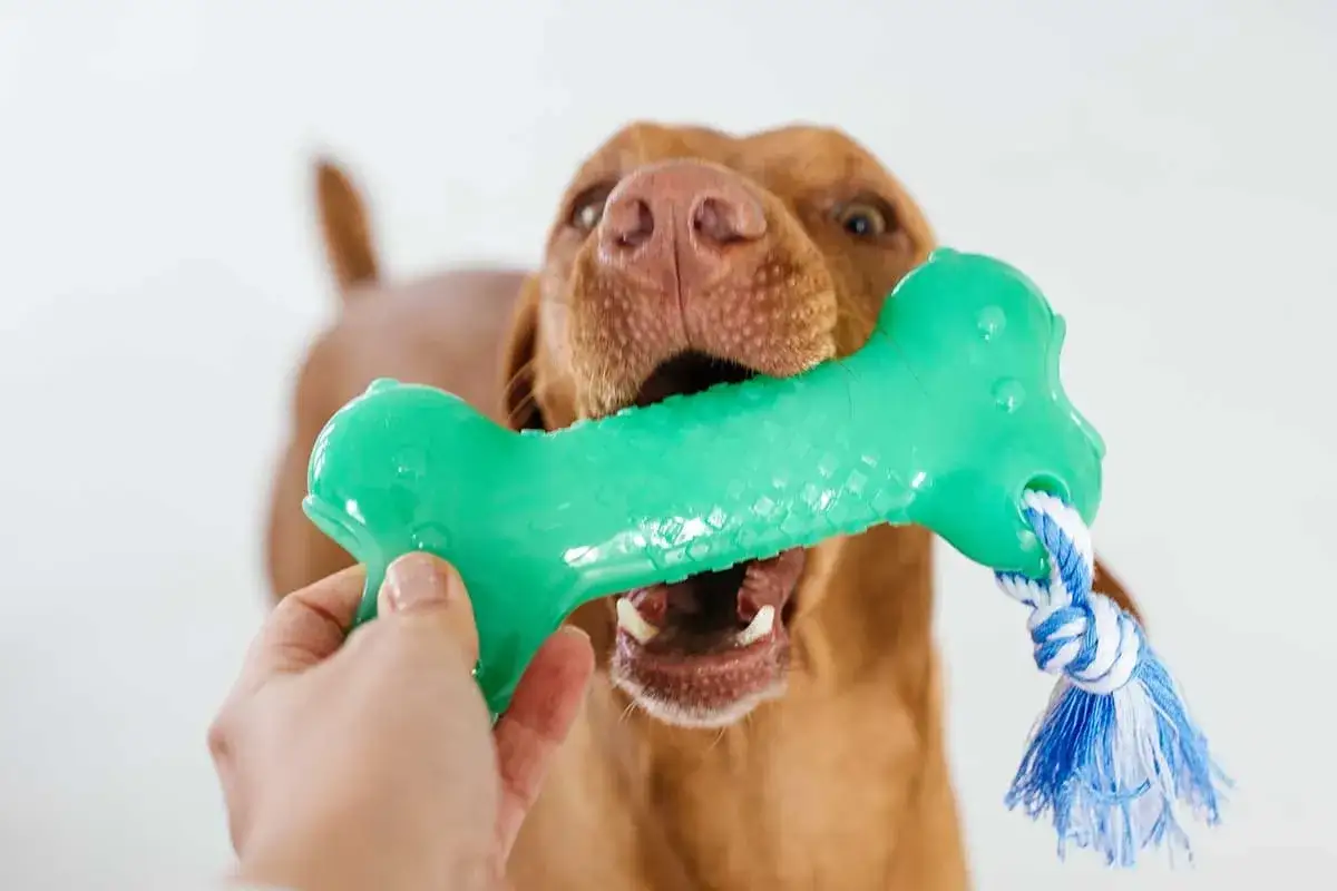 Un chien joue avec un jouet en forme d'os vert. Attention, certains jouets peuvent &ecirc;tre un sabot pour chien danger.