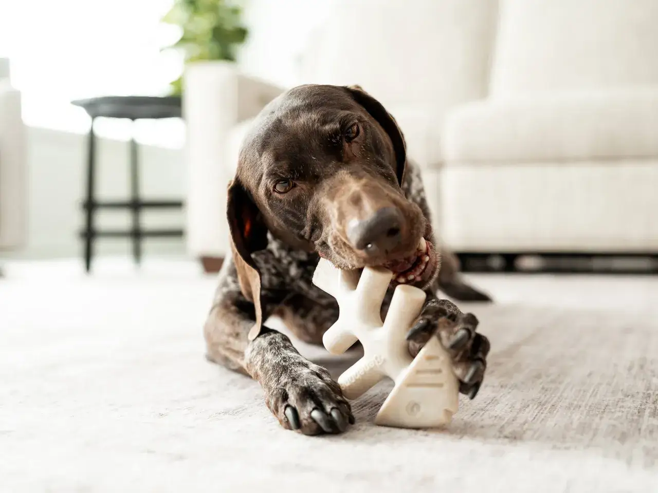 Un chien brun m&acirc;chouille un jouet en forme d'os, le Benebone, avec une intensit&eacute; qui pourrait &ecirc;tre un danger s'il ne fait pas attention.