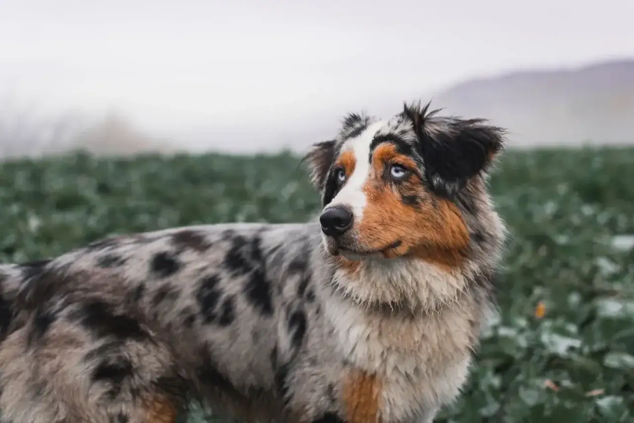 Berger australien aux yeux bleus, peut-&ecirc;tre qu'il se calme vers 2 ans.