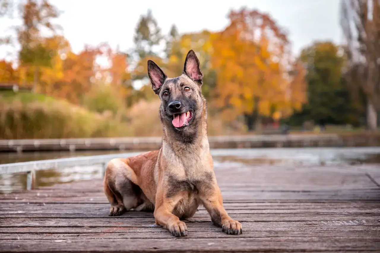 Un magnifique berger belge, le regard vif, est couch&eacute; sur un ponton en bois. L'automne colore les arbres en arri&egrave;re-plan.