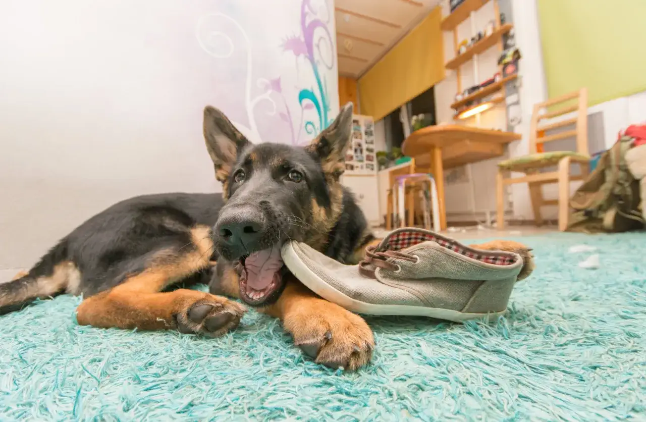 Berger allemand m&acirc;chouillant une chaussure, peut-&ecirc;tre un signe de syndrome de pica.